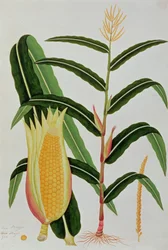 Jagong o Maíz Indio, de Dibujos de Plantas de Malaca, c.1805-18